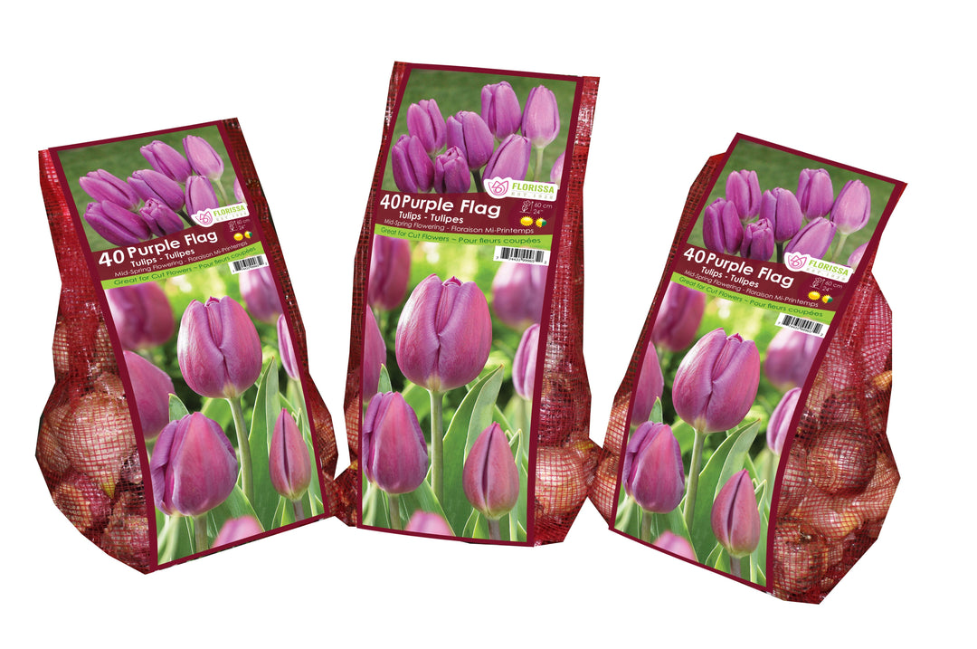 Tulip - Purple Flag - Mesh Bag, 40 Pack