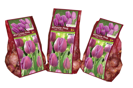 Tulip - Purple Flag - Mesh Bag, 40 Pack