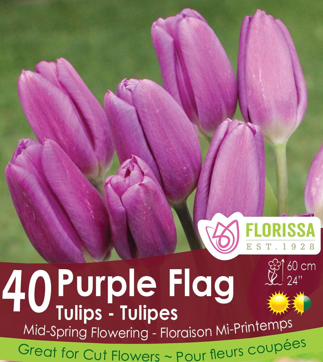 Tulip - Purple Flag - Mesh Bag, 40 Pack