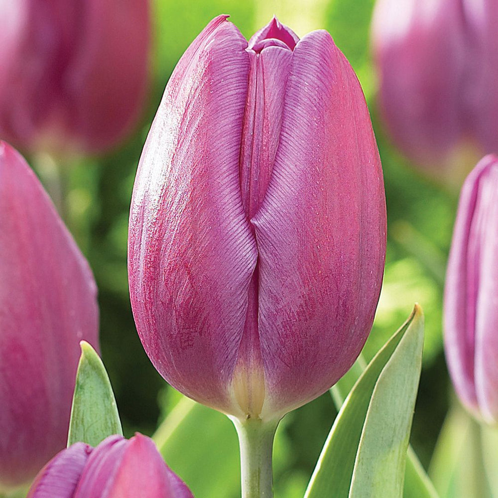 Tulip - Purple Flag - Mesh Bag, 40 Pack