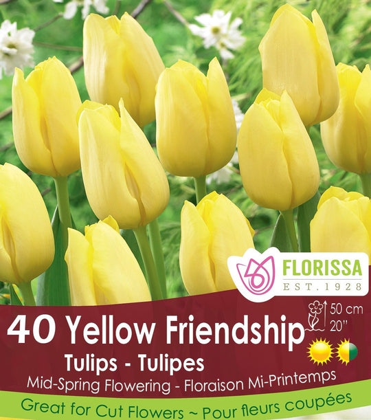Tulip - Yellow Friendship - Mesh Bag, 40 Pack
