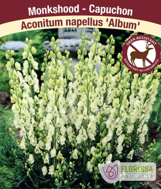Monkshood - Aconitum napellus Album, 1 Pack