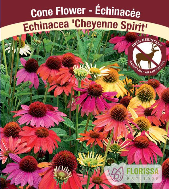 Echinacea purpurea Cheyenne Spirit, 1 Pack