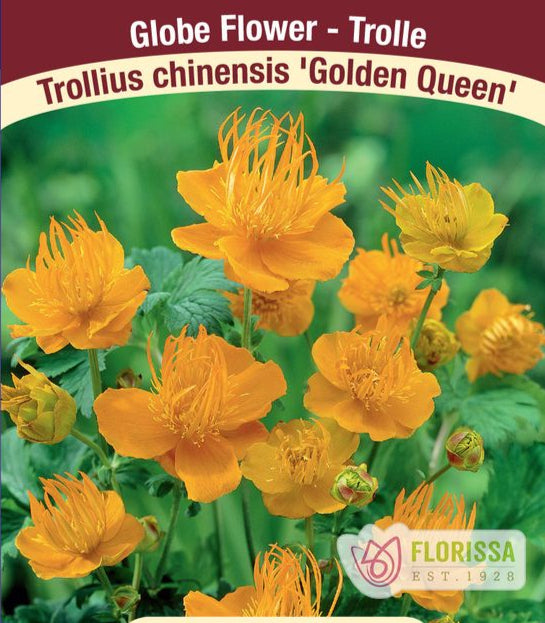 Trollius chinensis - Golden Queen, 1 Pack