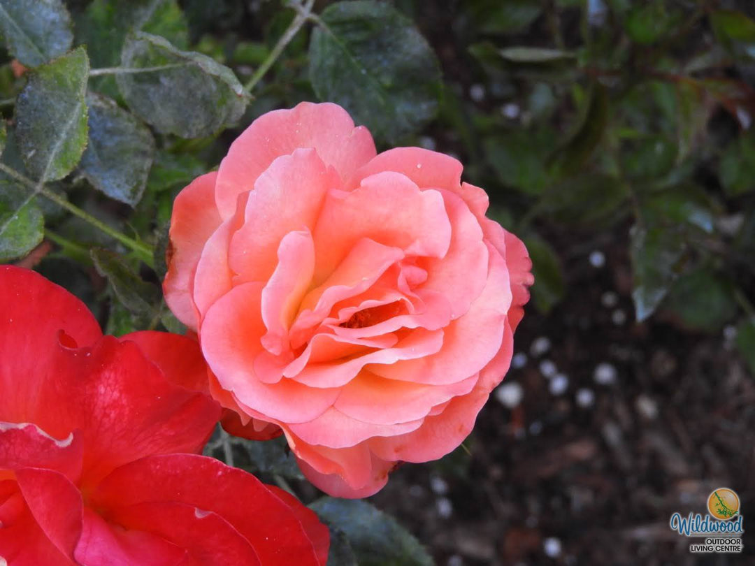 Voodoo - Star Roses and Plants