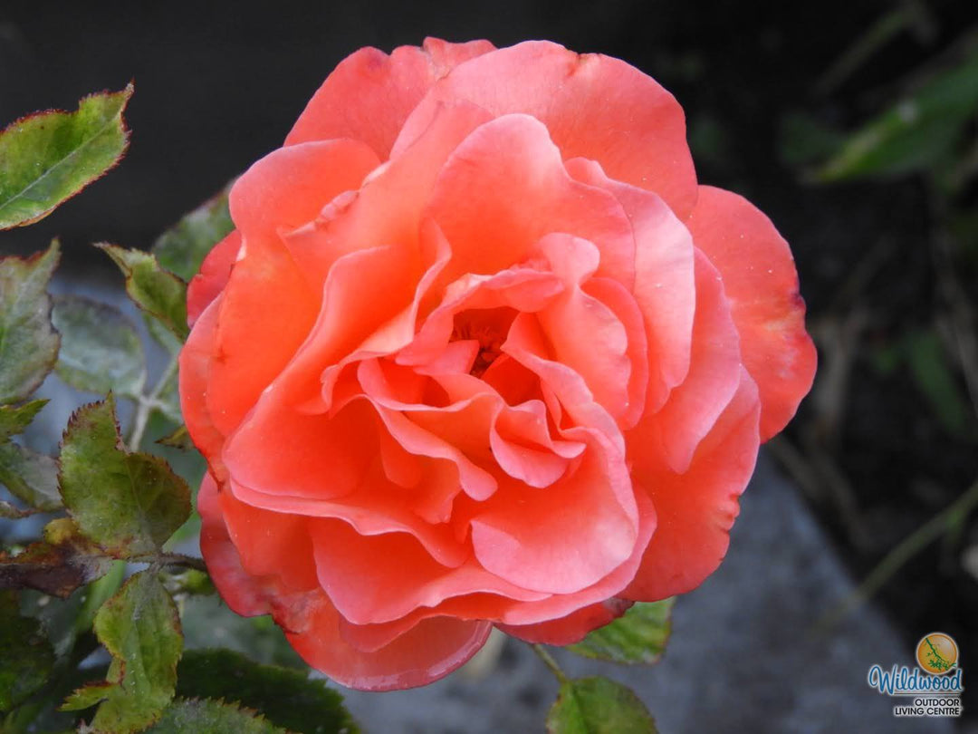 Voodoo - Star Roses and Plants