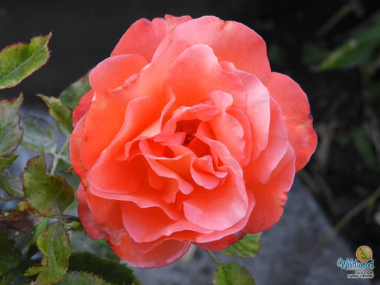 Voodoo - Star Roses and Plants