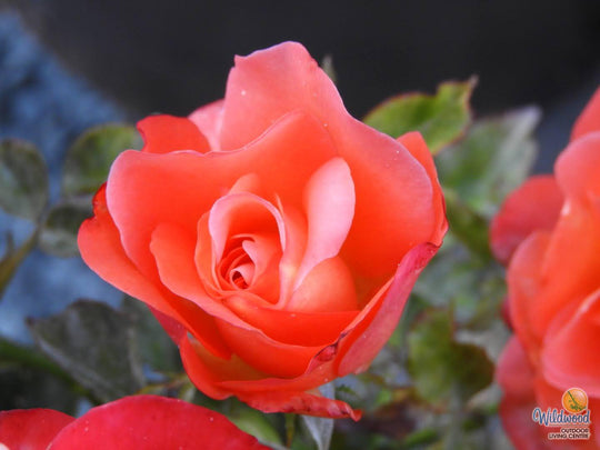 Voodoo - Star Roses and Plants