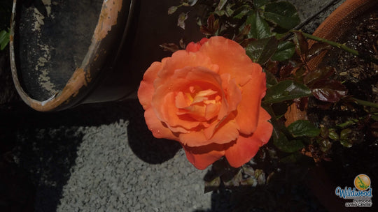 Voodoo - Star Roses and Plants