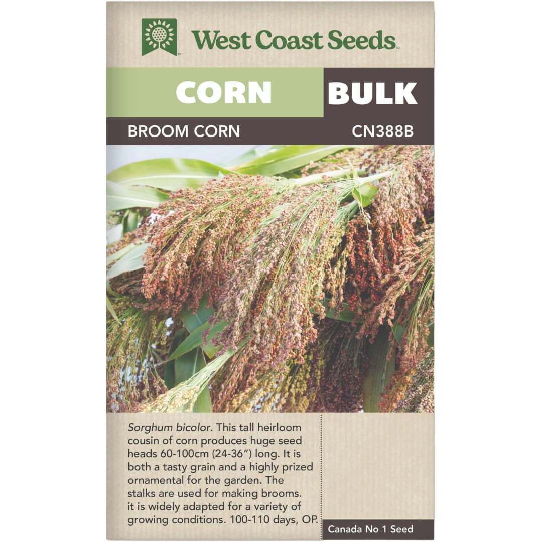 Broom Corn BULK West Coast Seeds Wildwood Outdoor Living