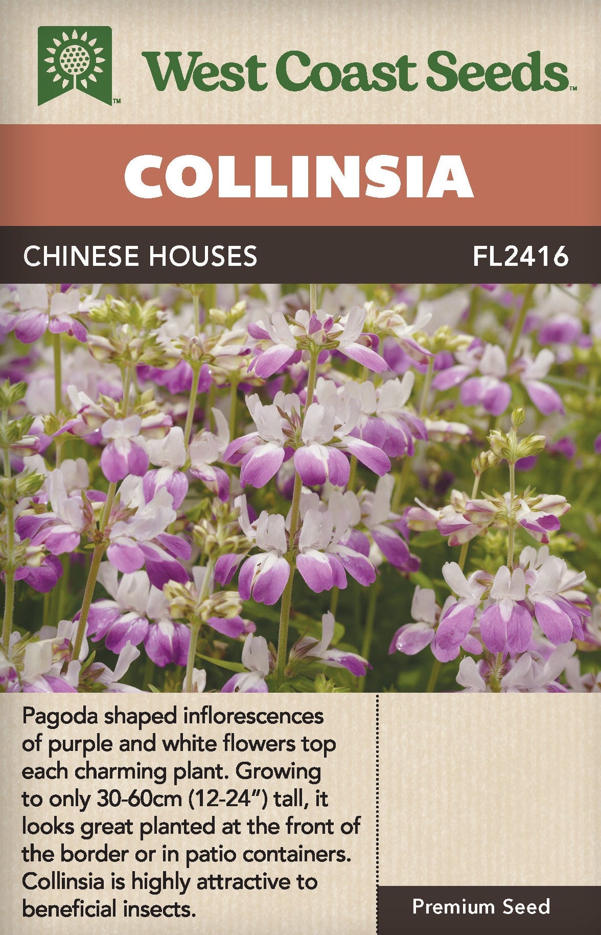 chinese houses flower seeds Collinsia Chinese Houses