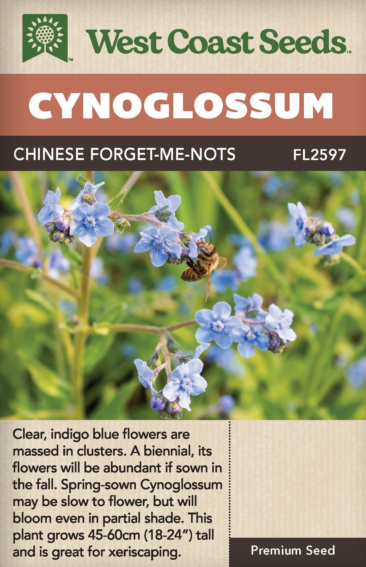 Cynoglossum Forget-Me-Nots