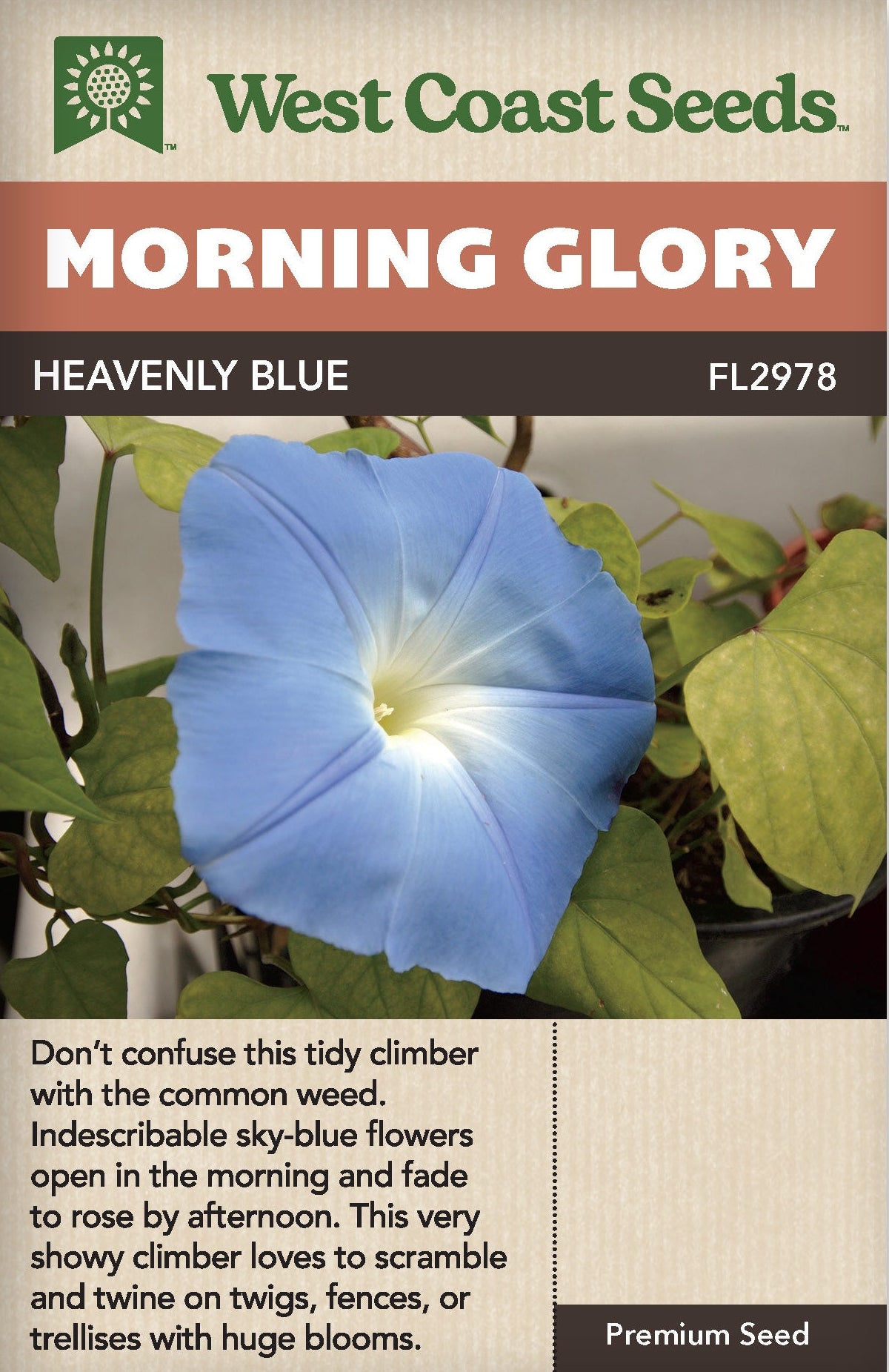 heavenly blue morning glory seeds hallucinogen Morning Glory Heavenly Blue