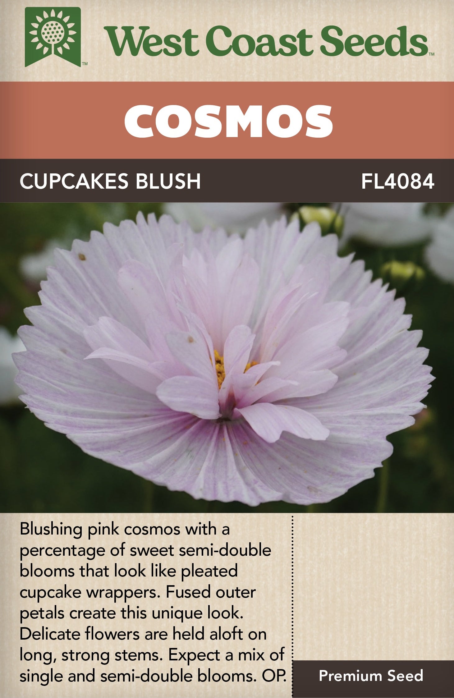 30 Cosmos Cupcakes Blush Seeds - Canada 30 Cosmos Cupcakes Blush Seeds - Canada