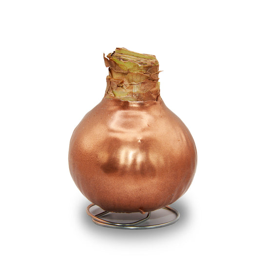 Amaryllis - Waxed Bulbs, White Bloom