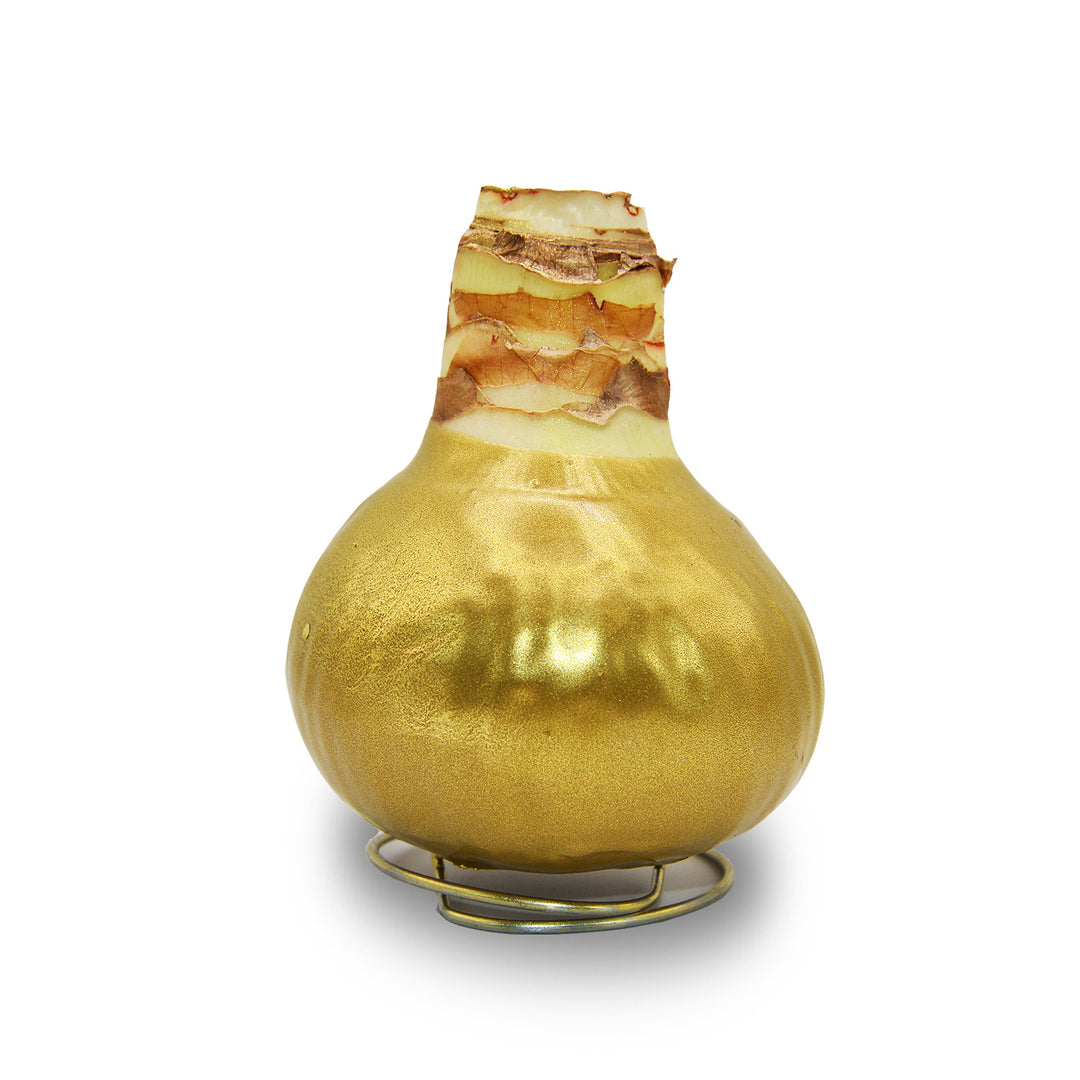 Amaryllis - Waxed Bulbs, White Bloom