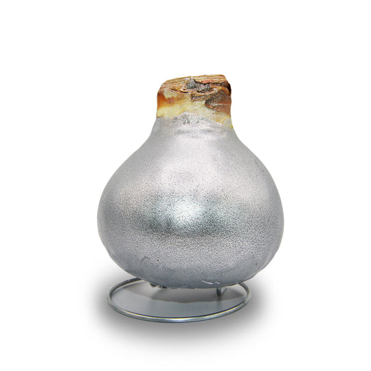 Amaryllis - Waxed Bulbs, White Bloom