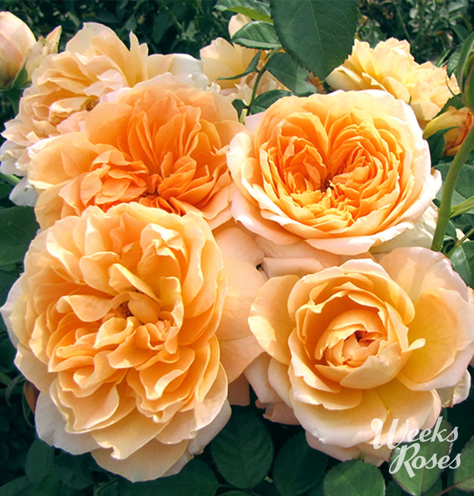 Forever Amber - Weeks Rose – Wildwood Outdoor Living