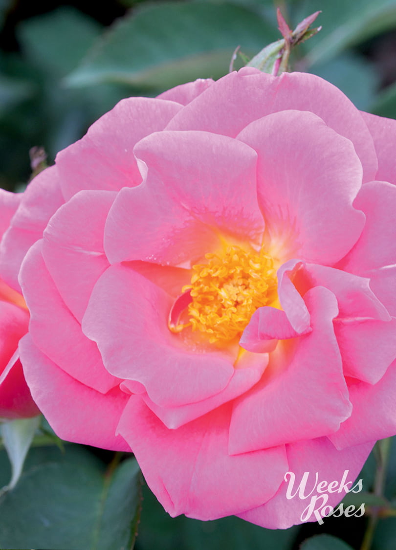 Pink Freedom - Weeks Rose