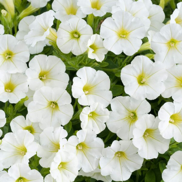 Petunia Super Cascade White - Pacific Northwest Seeds