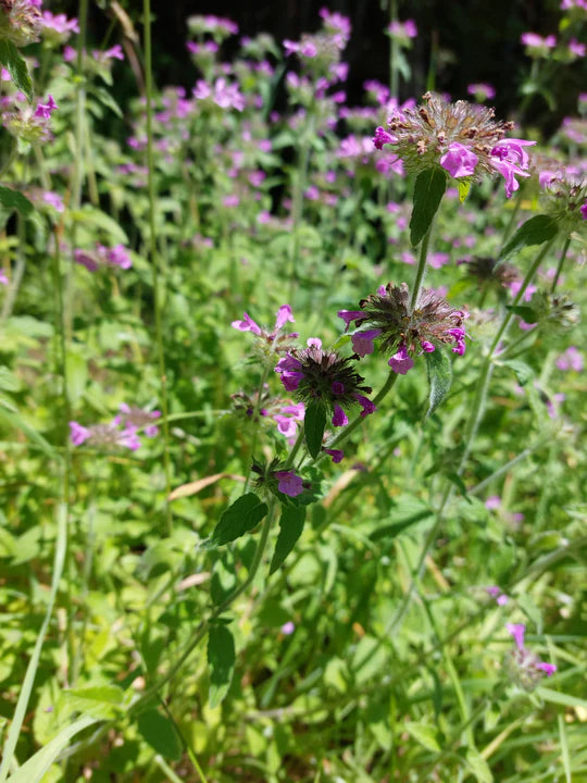 Wild Basil - Eagleridge Seeds