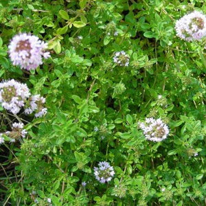 Wild Thyme - Eagleridge Seeds