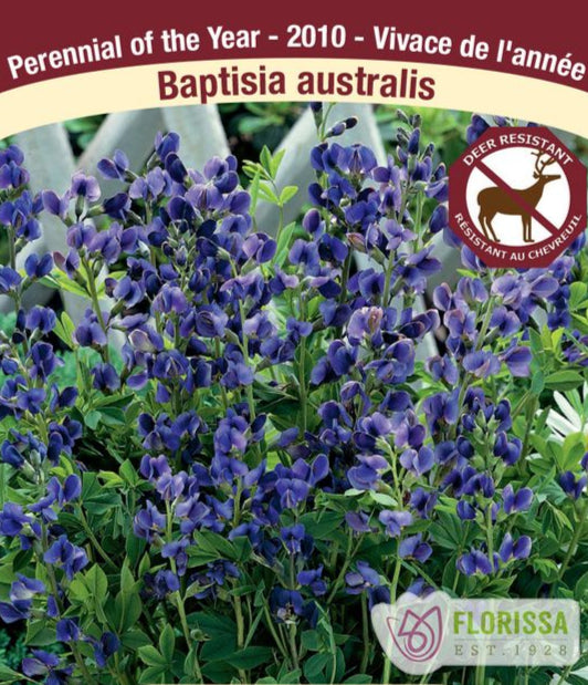 Baptisia australis, 1 Pack