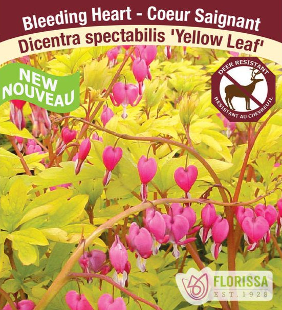 Bleeding Heart - Yellow Leaf, 1 Pack