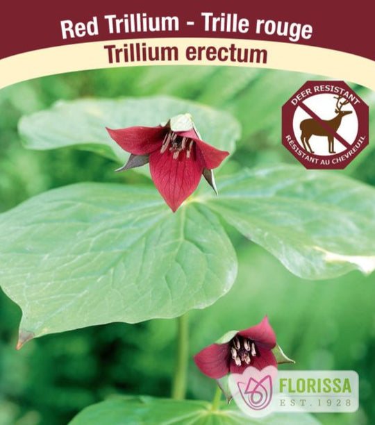 Red Trillium - Trillium erectum, 1 Pack