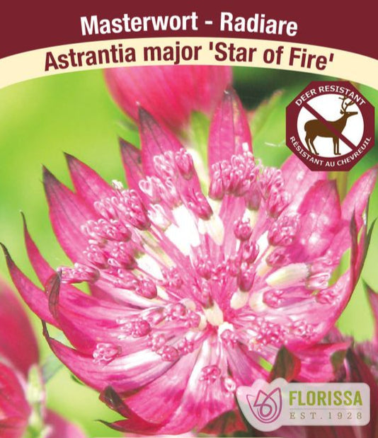 Astrantia - Star of Fire, 1 Pack