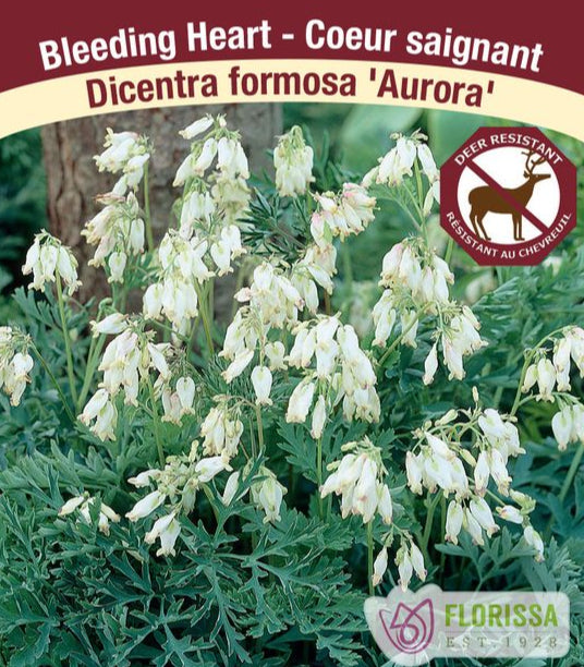 Bleeding Heart - Aurora, 1 Pack