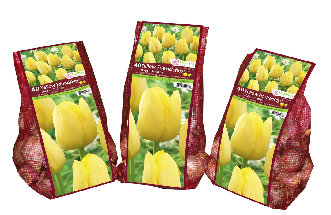 Tulip - Yellow Friendship - Mesh Bag, 40 Pack