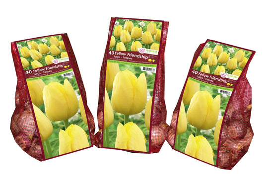 Tulip - Yellow Friendship - Mesh Bag, 40 Pack