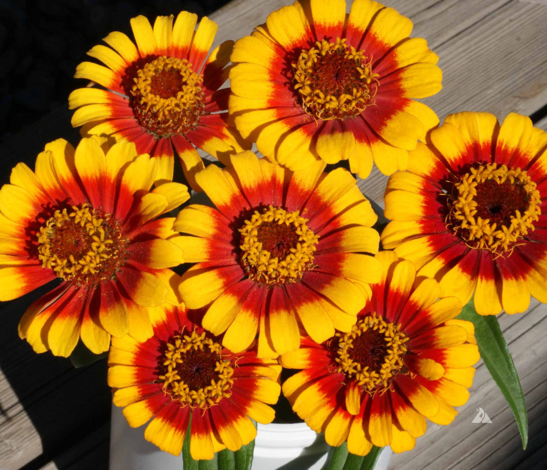 Zinnia Heirloom Sombrero -Cornucopia Seeds