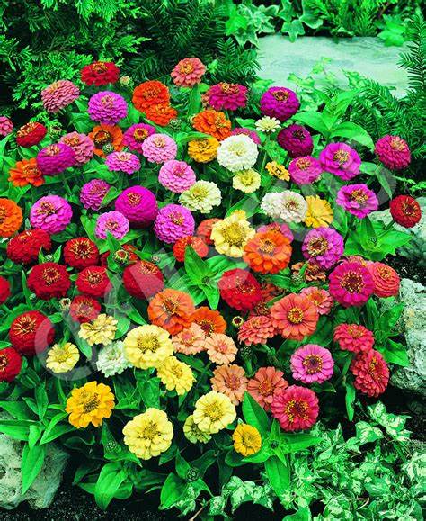 Zinnia Thumbelina - Pacific Northwest Seeds