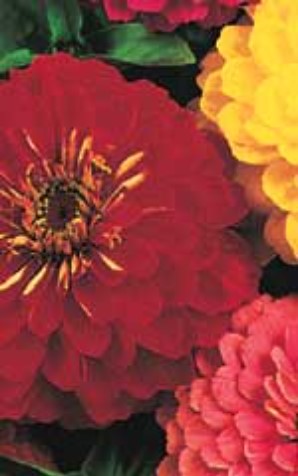 Zinnia Giants of California Mixture - Ontario Seed Company