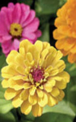 Zinnia Thumbelina Dwarf Mixture - Ontario Seed Company