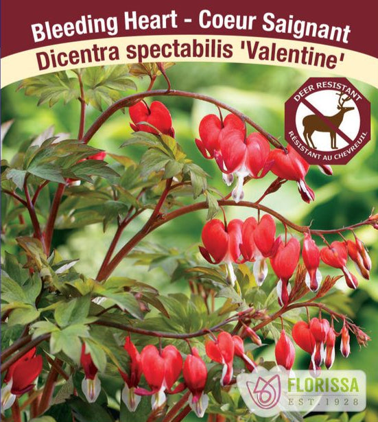 Bleeding Heart - Valentine, 1 Pack