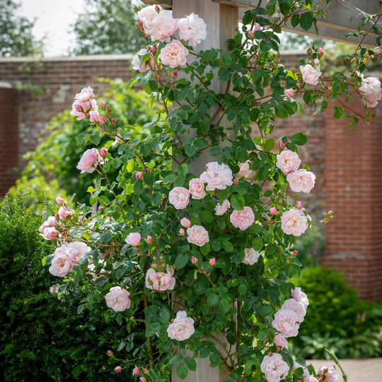 The Generous Gardener - David Austin Rose