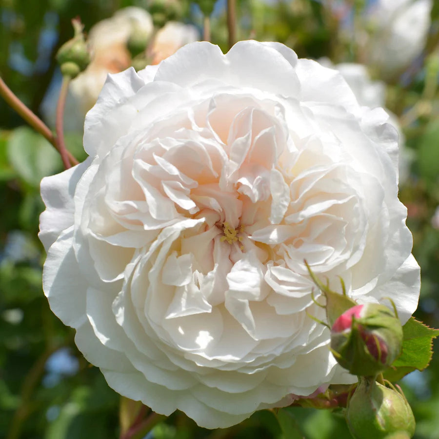 The Albrighton Rambler - David Austin Rose