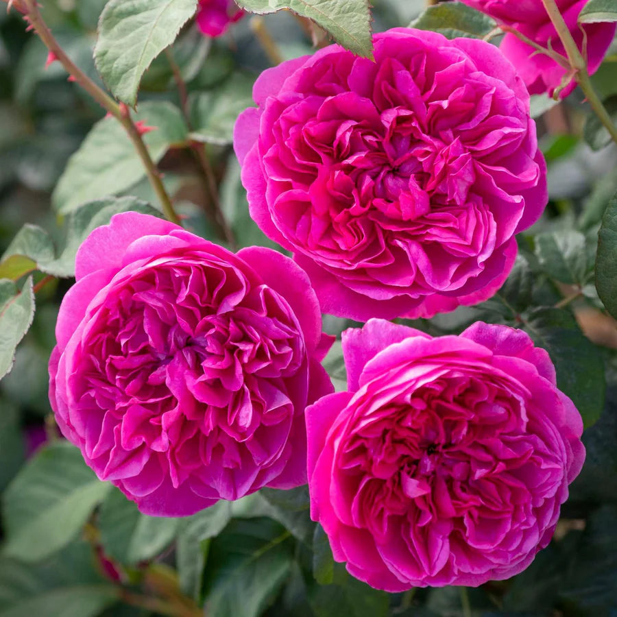 極美品【 AUSTIN REED】 ローズピンク 38 James L Austin | David Austin Rose – Wildwood Outdoor Living