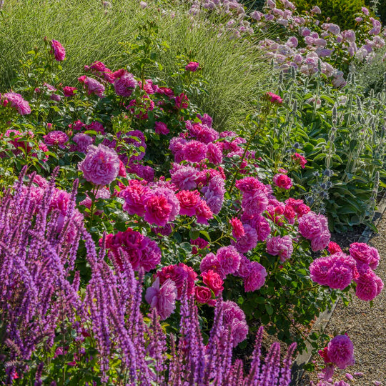 Princess Anne - David Austin Rose