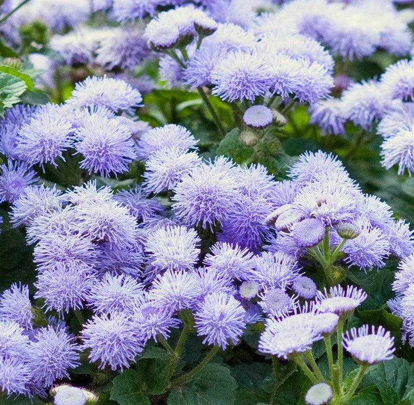 Ageratum Blue Mink Dwarf - Pacific Northwest Seeds