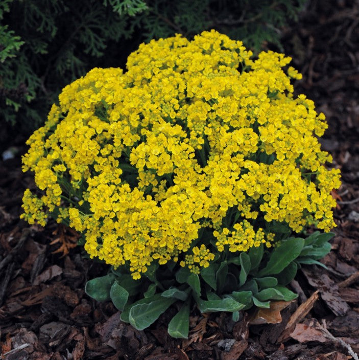 Alyssum Saxatile Gold - Pacific Northwest Seeds