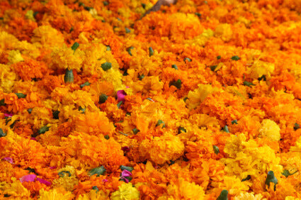 Marigold Antigua Gold - Ontario Seed Company