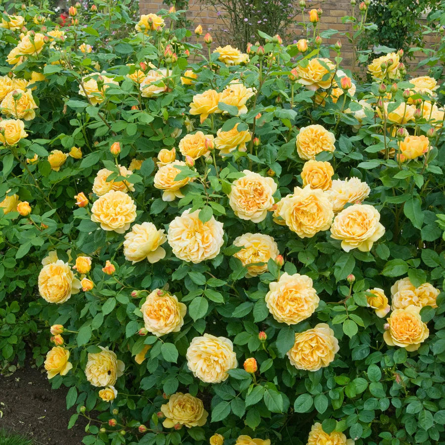 Golden Celebration - David Austin Rose