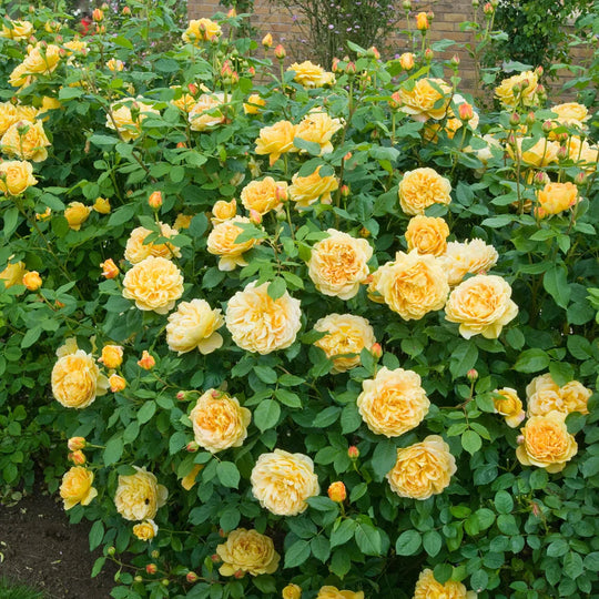 Golden Celebration - David Austin Rose