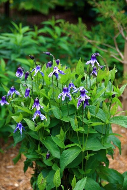 Clematis Integrifolia Blue Boy