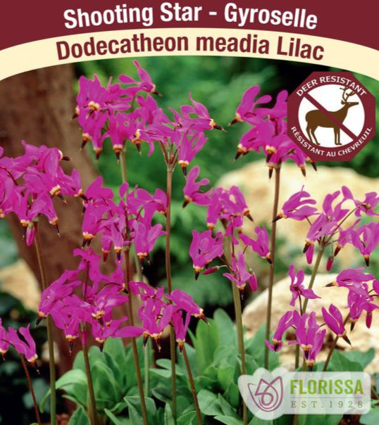 Shooting Star - Dodecatheon meadia Lilac, 1 Pack