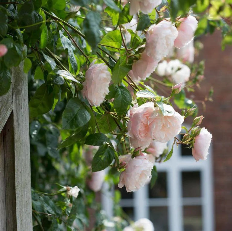 The Generous Gardener - David Austin Rose